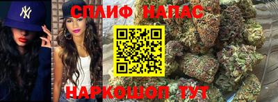 индика Кингисепп